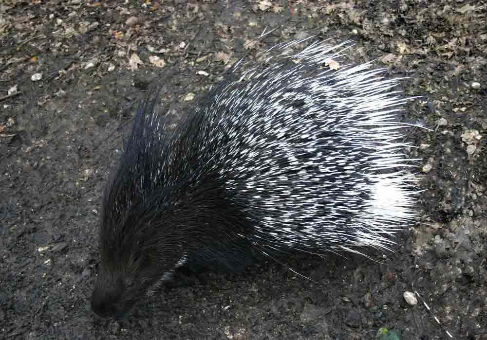 Lunghezza aculei di Istrice